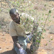 Tobias Otieno (former MSc student, Karatina U)